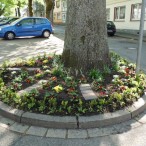 Baumring in der Schulstraße