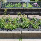 Blumen an der Ecke der Dammwiese/Lessingstraße