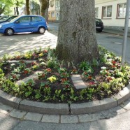 Baumring in der Schulstraße